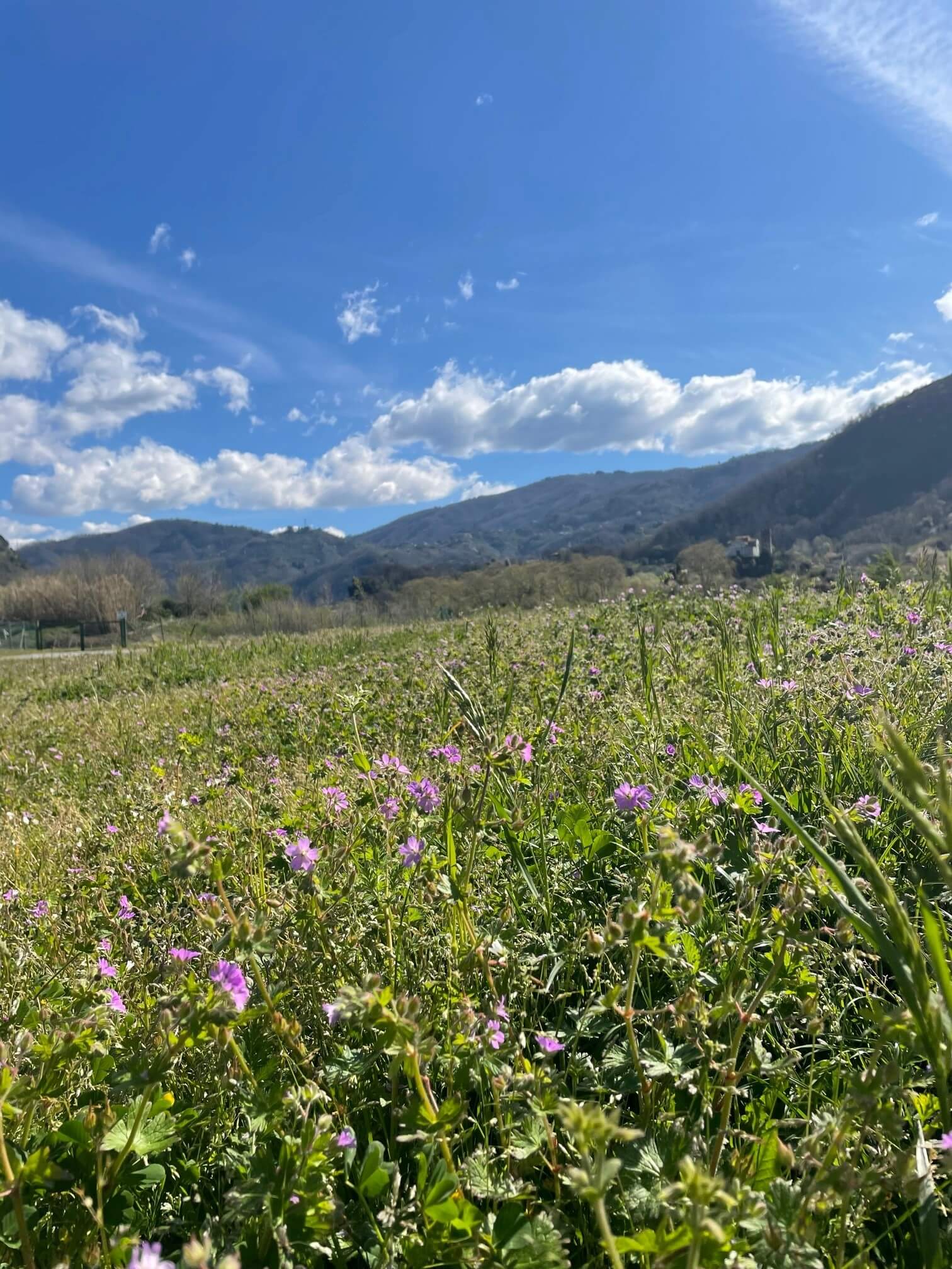 paragliding near lucca